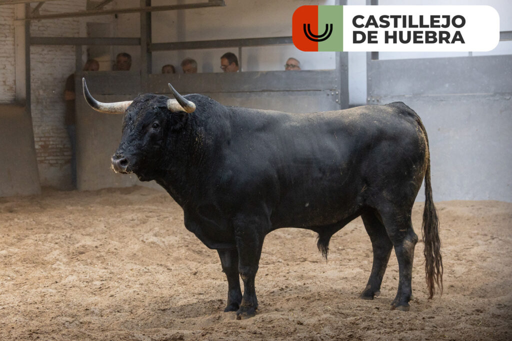 Los protagonistas de la corrida concurso de ganaderías, ya están en Las Ventas Los toros de , Saltillo, Partido de Resina que sustituye al anunciado hierro de Palha, Castillejo de Huebra, Conde de la Corte, Pallarés y Valdellán, máximos protagonistas de la corrida concurso de ganaderías de este domingo 27 de septiembre, ya se encuentran en los corrales de la plaza de toros. Esta misma mañana han sido desembarcados dejando espectaculares imágenes que recogemos en este vídeo producido por el Departamento de Comunicación de Plaza 1. Una cita, con la que se cerrará el mes de septiembre en Las Ventas, en la que están anunciados José Carlos Venegas, que sustituye al herido Cristian Pérez, Isaac Fonseca y Alejandro Chicharro. Trenzarán el paseíllo a las 18:00h.