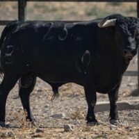 Los toros de Fermín Bohórquez para el cartel de Banderilleros de Oro en Andújar
