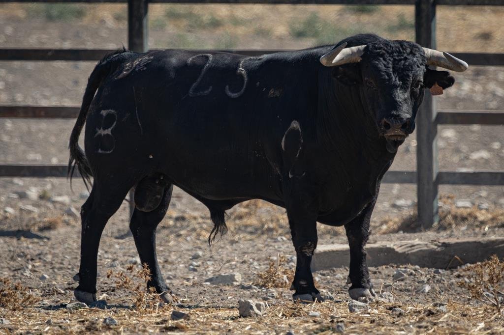 Los toros de Fermín Bohórquez para el cartel de Banderilleros de Oro en Andújar