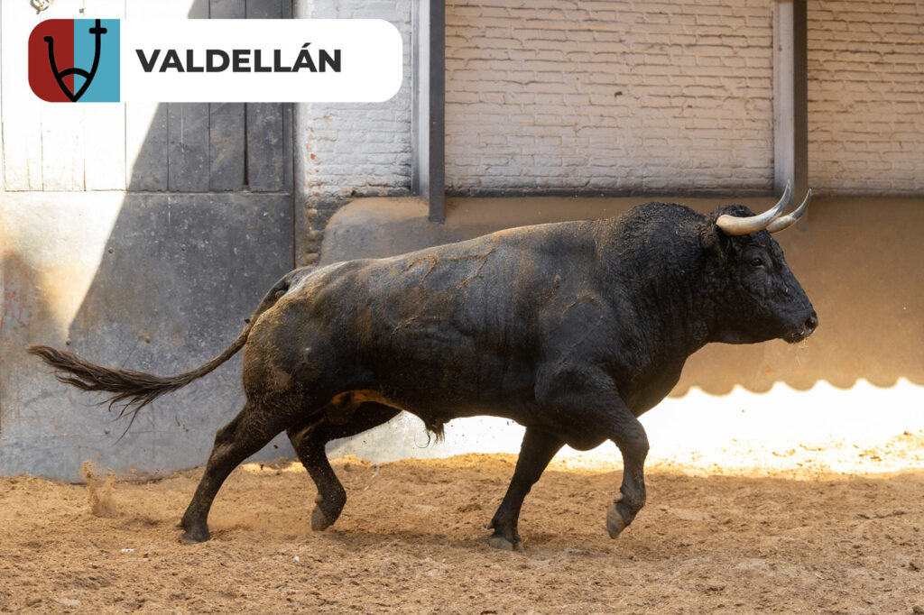 Los protagonistas de la corrida concurso de ganaderías, ya están en Las Ventas Los toros de , Saltillo, Partido de Resina que sustituye al anunciado hierro de Palha, Castillejo de Huebra, Conde de la Corte, Pallarés y Valdellán, máximos protagonistas de la corrida concurso de ganaderías de este domingo 27 de septiembre, ya se encuentran en los corrales de la plaza de toros. Esta misma mañana han sido desembarcados dejando espectaculares imágenes que recogemos en este vídeo producido por el Departamento de Comunicación de Plaza 1. Una cita, con la que se cerrará el mes de septiembre en Las Ventas, en la que están anunciados José Carlos Venegas, que sustituye al herido Cristian Pérez, Isaac Fonseca y Alejandro Chicharro. Trenzarán el paseíllo a las 18:00h.