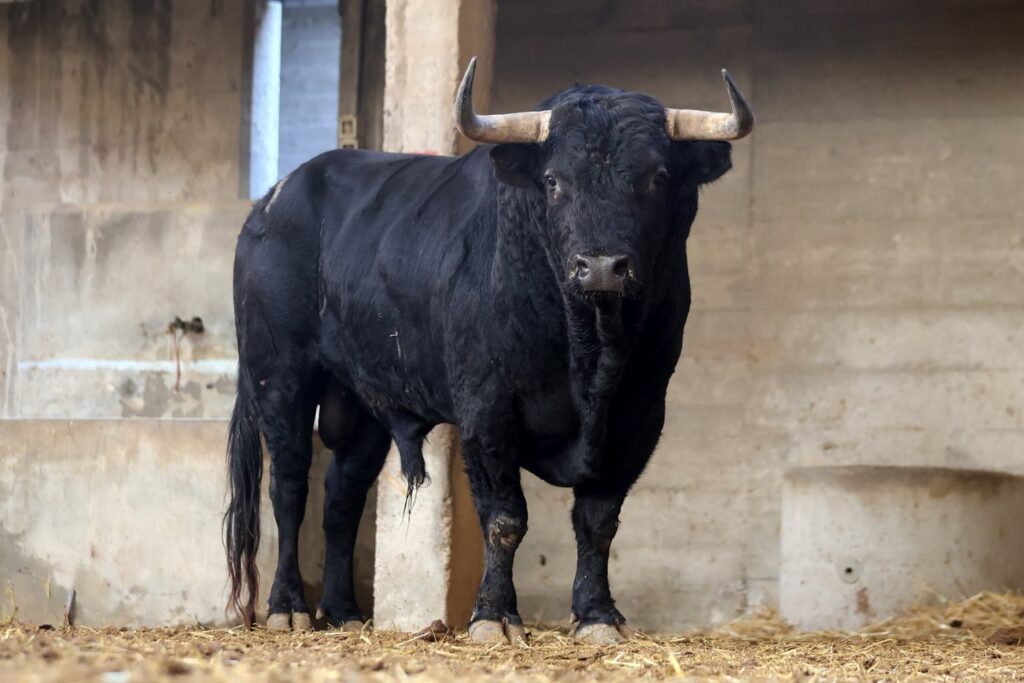 "Dueño" de Montalvo abrirá la tarde en Zaragoza para Emilio de Justo FOTOS: Zaragoza Toros