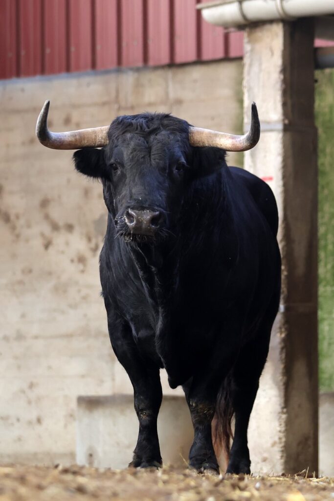"Dueño" de Montalvo abrirá la tarde en Zaragoza para Emilio de Justo FOTOS: Zaragoza Toros