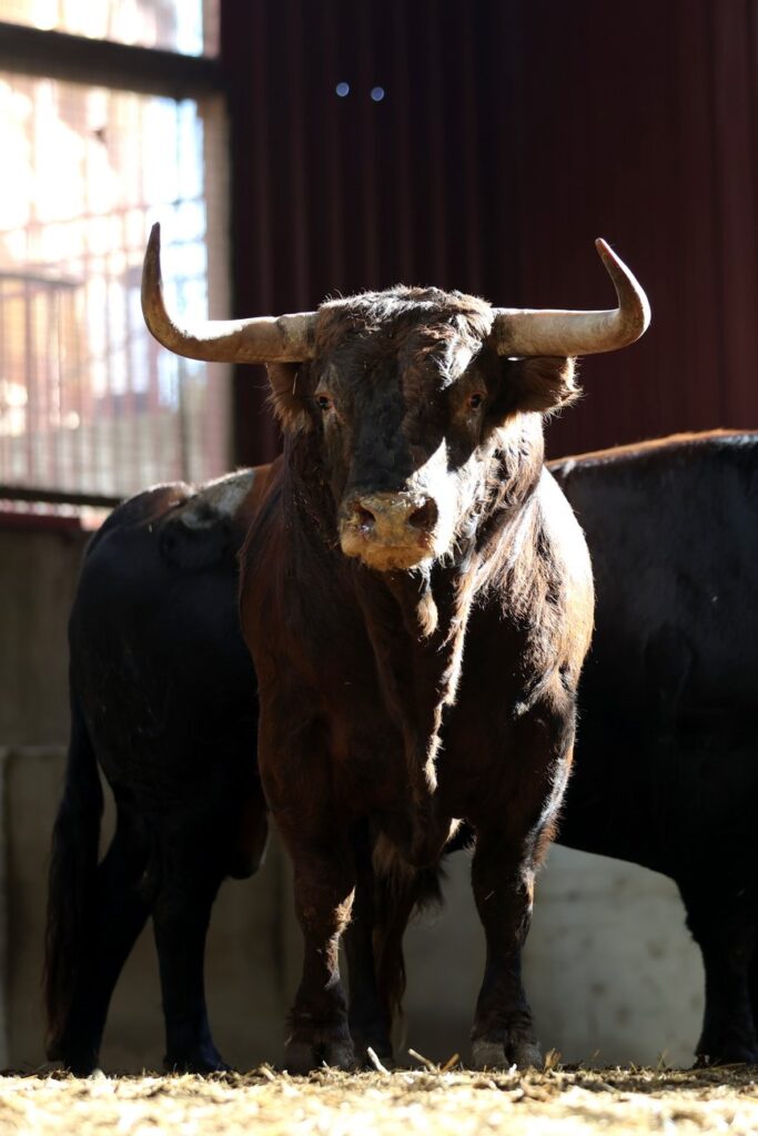 "Dueño" de Montalvo abrirá la tarde en Zaragoza para Emilio de Justo FOTOS: Zaragoza Toros