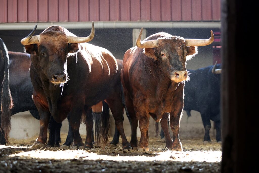 "Dueño" de Montalvo abrirá la tarde en Zaragoza para Emilio de Justo FOTOS: Zaragoza Toros