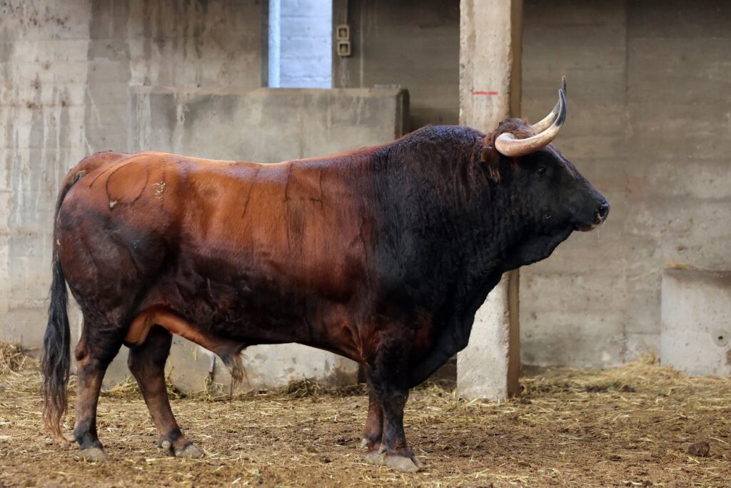 "Dueño" de Montalvo abrirá la tarde en Zaragoza para Emilio de Justo FOTOS: Zaragoza Toros