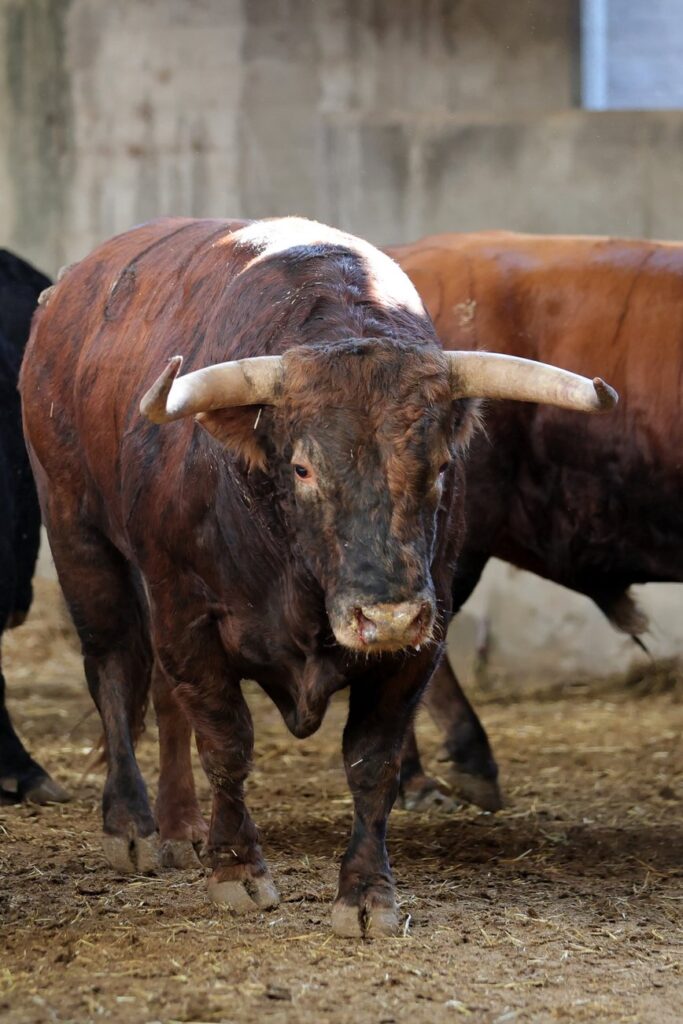 "Dueño" de Montalvo abrirá la tarde en Zaragoza para Emilio de Justo FOTOS: Zaragoza Toros