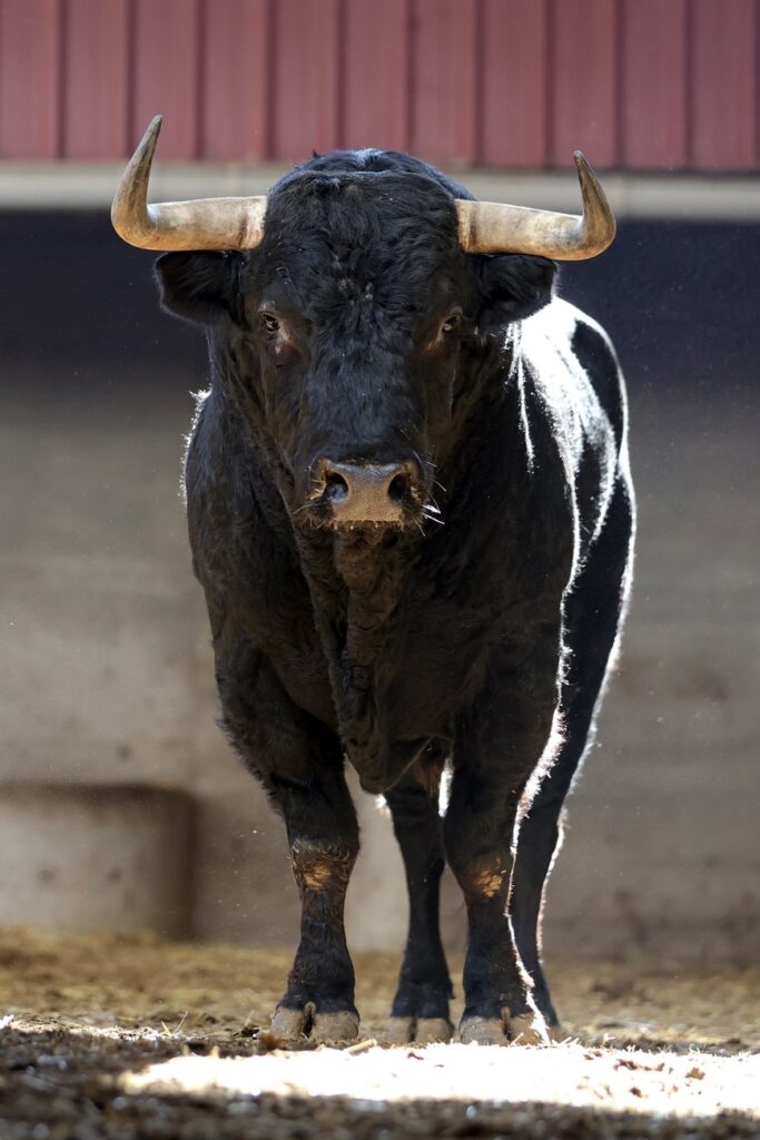 "Dueño" de Montalvo abrirá la tarde en Zaragoza para Emilio de Justo FOTOS: Zaragoza Toros