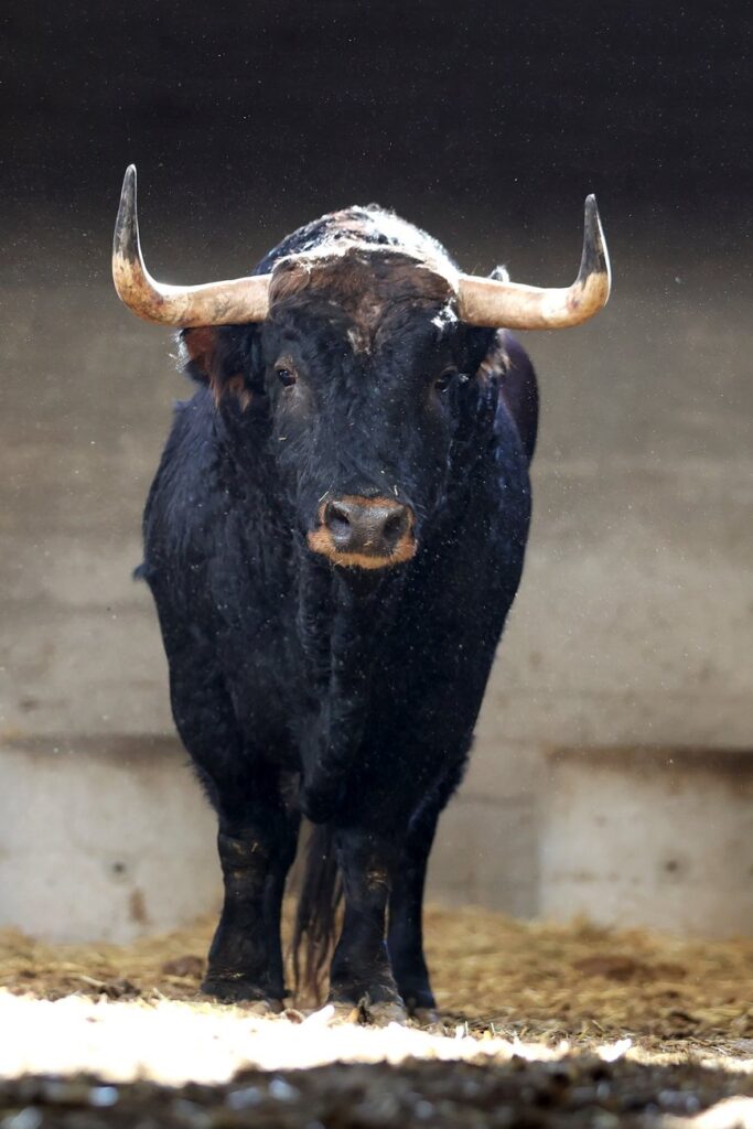 "Dueño" de Montalvo abrirá la tarde en Zaragoza para Emilio de Justo FOTOS: Zaragoza Toros