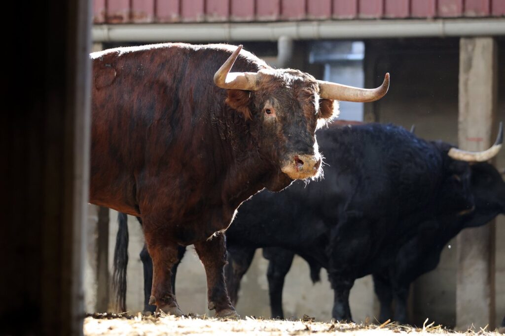 "Dueño" de Montalvo abrirá la tarde en Zaragoza para Emilio de Justo FOTOS: Zaragoza Toros