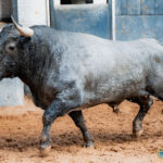 Los de Victorino Martín para la cuarta cita de la Feria de Otoño Sorteados seis toros de Victorino Martín para la cuarta cita de la Feria de Otoño en la Plaza de Toros de Las Ventas. Esta tarde a las 18:00h. harán el paseíllo Uceda Leal, Paco Ureña y Borja Jiménez.
