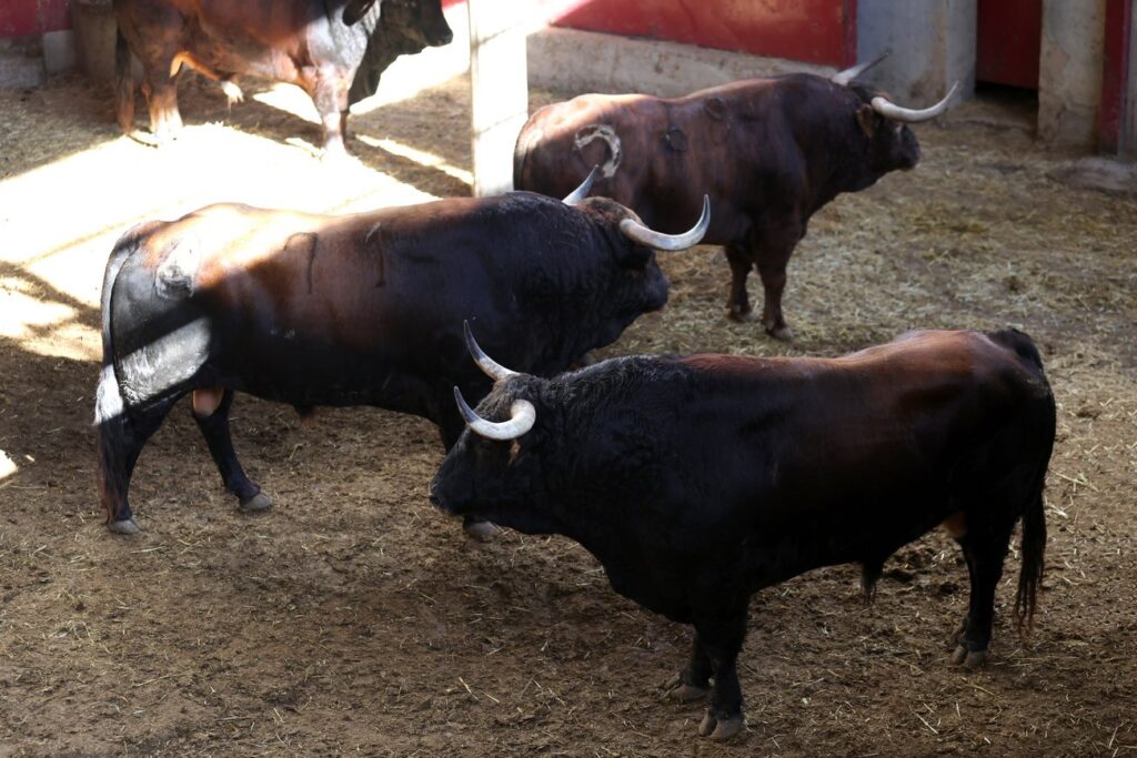 "Dueño" de Montalvo abrirá la tarde en Zaragoza para Emilio de Justo FOTOS: Zaragoza Toros