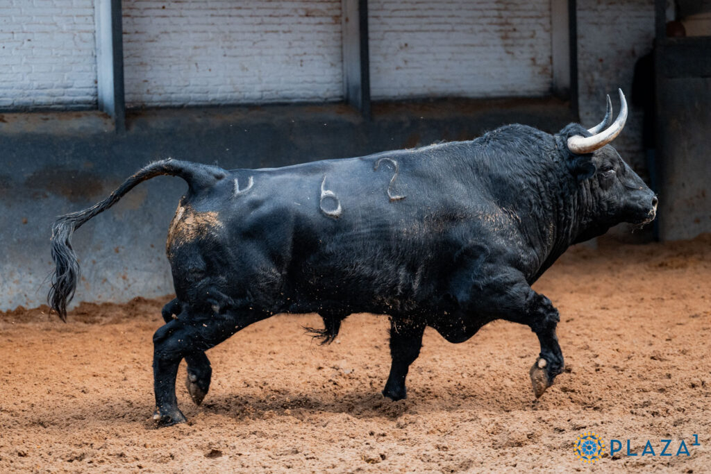 Toros de Garcigrande y Núñez del Cuvillo para la cita del Día de la Hispanidad en Las Ventas Sorteados y enchiquerados tres toros de Garcigrande (1º, 2º y 5º) y tres toros de Núñez del Cuvillo (3º, 4º y 6º) para la cita del Día de la Hispanidad en la Plaza de Toros de Las Ventas. Esta tarde, a las 17:30h., harán el paseíllo Morante de la Puebla, Héctor Gutiérrez y Aarón Palacio, que confirma alternativa.