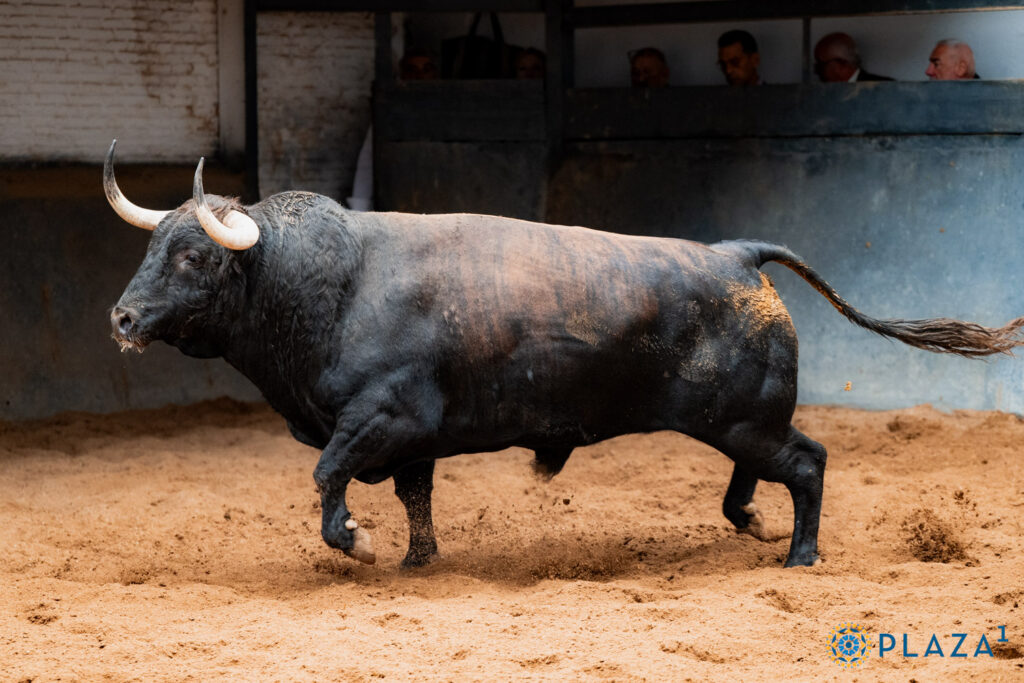 Los toros de Alcurrucén para la segunda cita de la Feria de Otoño Sorteados y enchiquerados toros de Alcurrucén para la segunda cita de la Feria de Otoño en la Plaza de Toros de Las Ventas. Esta tarde a las 18:00h. harán el paseíllo Diego Urdiales, Fortes y Christian Parejo.