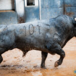 Los de Victorino Martín para la cuarta cita de la Feria de Otoño Sorteados seis toros de Victorino Martín para la cuarta cita de la Feria de Otoño en la Plaza de Toros de Las Ventas. Esta tarde a las 18:00h. harán el paseíllo Uceda Leal, Paco Ureña y Borja Jiménez.