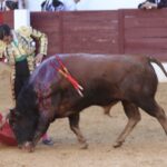 David de Miranda emborracha de torería a Zafra y sale a hombros tras indultar a Postinero Segunda de abono de la Feria Taurina de Zafra. Corrida de toros de Manuel Calejo Pires para Morante de la Puebla, Ginés Marín y David de Miranda.