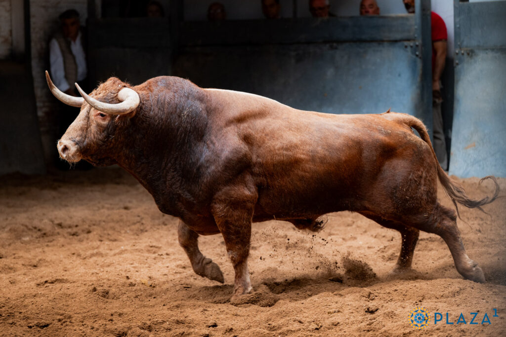 Los toros de Alcurrucén para la segunda cita de la Feria de Otoño Sorteados y enchiquerados toros de Alcurrucén para la segunda cita de la Feria de Otoño en la Plaza de Toros de Las Ventas. Esta tarde a las 18:00h. harán el paseíllo Diego Urdiales, Fortes y Christian Parejo.