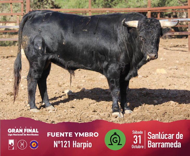 Los novillos de Fuente Ymbro para la Gran Final de Novilladas 3 Los novillos de Fuente Ymbro para la Gran Final de Novilladas La novillada reseñada es de Fuente Ymbro, quienes han lidiado en las dos últimas temporadas, habiendo dejado novillos importantes como el lidiado en 2025 por Mario Vilau, que cortó las dos orejas y rabo y el astado fue premiado con la vuelta al ruedo. La ilusión de Ricardo Gallardo en este último festejo de la temporada está en que la novillada sirva para el triunfo y culmine con una nota alta un año importante para la casa.