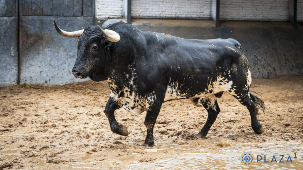 'Despreciado', de Victoriano del Río, para la confirmación de Marco Pérez Sorteados y enchiquerados toros de Victoriano del Río para la tercera cita de la Feria de Otoño en la Plaza de Toros de Las Ventas. Esta tarde a las 18:00h. harán el paseíllo Emilio de Justo, Víctor Hernández y Marco Pérez, que confirma alternativa.