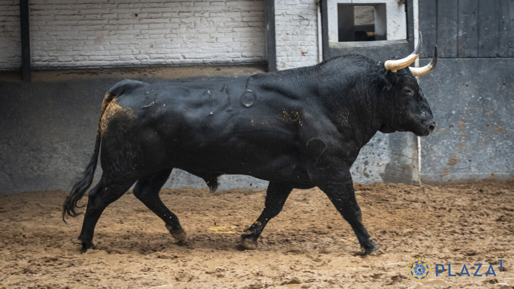'Despreciado', de Victoriano del Río, para la confirmación de Marco Pérez Sorteados y enchiquerados toros de Victoriano del Río para la tercera cita de la Feria de Otoño en la Plaza de Toros de Las Ventas. Esta tarde a las 18:00h. harán el paseíllo Emilio de Justo, Víctor Hernández y Marco Pérez, que confirma alternativa.