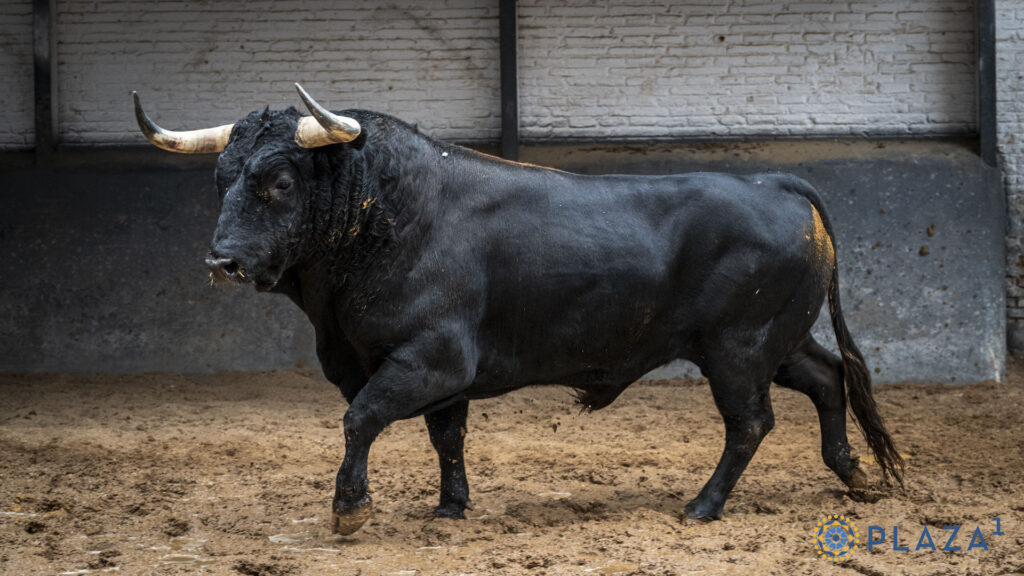 'Despreciado', de Victoriano del Río, para la confirmación de Marco Pérez Sorteados y enchiquerados toros de Victoriano del Río para la tercera cita de la Feria de Otoño en la Plaza de Toros de Las Ventas. Esta tarde a las 18:00h. harán el paseíllo Emilio de Justo, Víctor Hernández y Marco Pérez, que confirma alternativa.