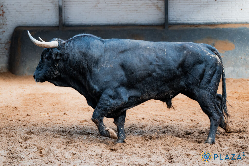 'Salvaje', de Domingo Hernández, abre la cita en solitario de Álvaro Serrano Ya han sido enchiquerados seis novillos Domingo Hernández (1º), Fuente Ymbro (2º), Conde de Mayalde (3º), Luis González Conde (4º), Montealto (5º) y Julio de la Puerta (6º). Esta tarde, a las 17:30h., en la Plaza de Toros de Las Ventas hará el paseíllo en solitario Álvaro Serrano.