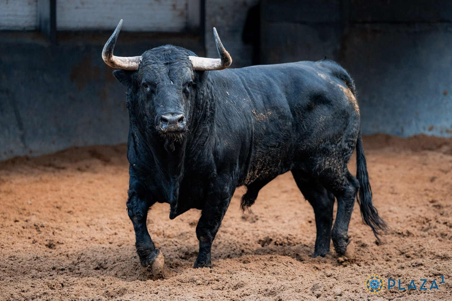 Toros de Garcigrande y Núñez del Cuvillo para la cita del Día de la Hispanidad en Las Ventas