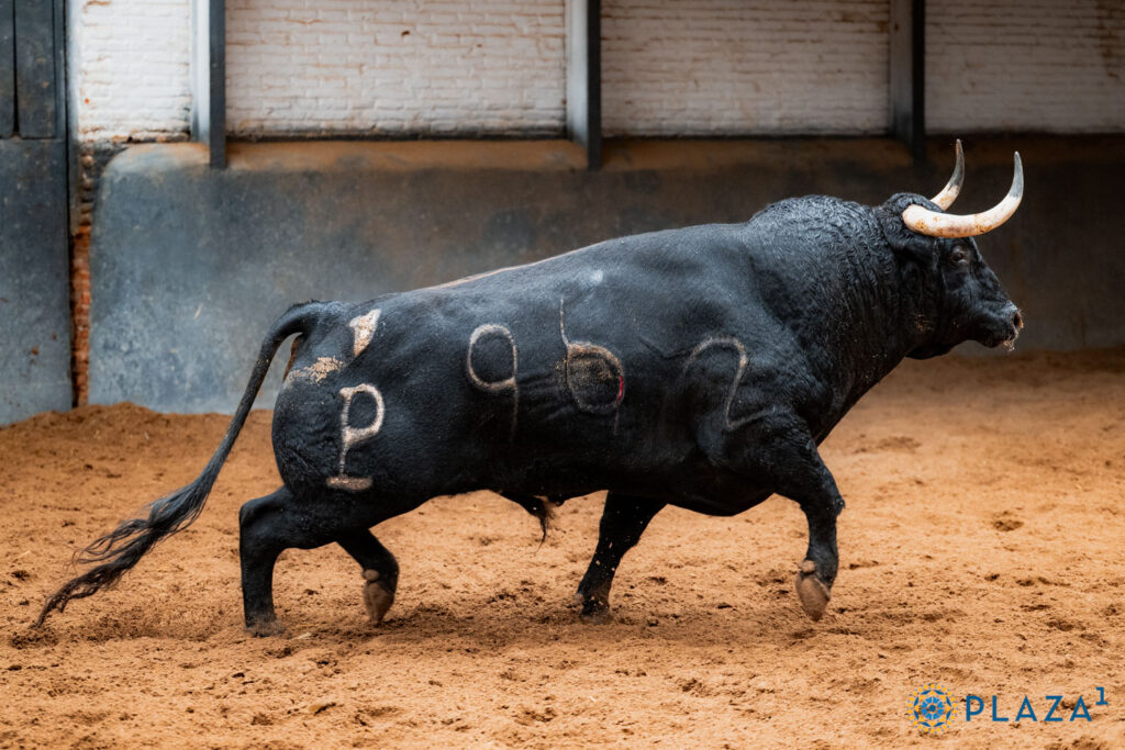 Los toros de Alcurrucén para la segunda cita de la Feria de Otoño Sorteados y enchiquerados toros de Alcurrucén para la segunda cita de la Feria de Otoño en la Plaza de Toros de Las Ventas. Esta tarde a las 18:00h. harán el paseíllo Diego Urdiales, Fortes y Christian Parejo.