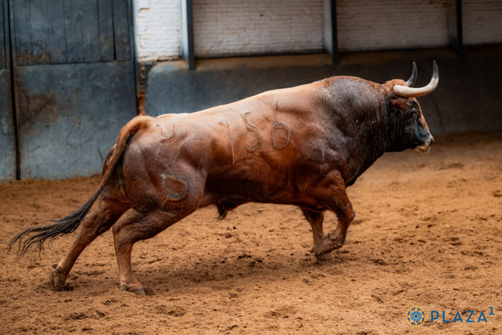 Los toros de Alcurrucén para la segunda cita de la Feria de Otoño Sorteados y enchiquerados toros de Alcurrucén para la segunda cita de la Feria de Otoño en la Plaza de Toros de Las Ventas. Esta tarde a las 18:00h. harán el paseíllo Diego Urdiales, Fortes y Christian Parejo.