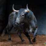 Los de Victorino Martín para la cuarta cita de la Feria de Otoño Sorteados seis toros de Victorino Martín para la cuarta cita de la Feria de Otoño en la Plaza de Toros de Las Ventas. Esta tarde a las 18:00h. harán el paseíllo Uceda Leal, Paco Ureña y Borja Jiménez.
