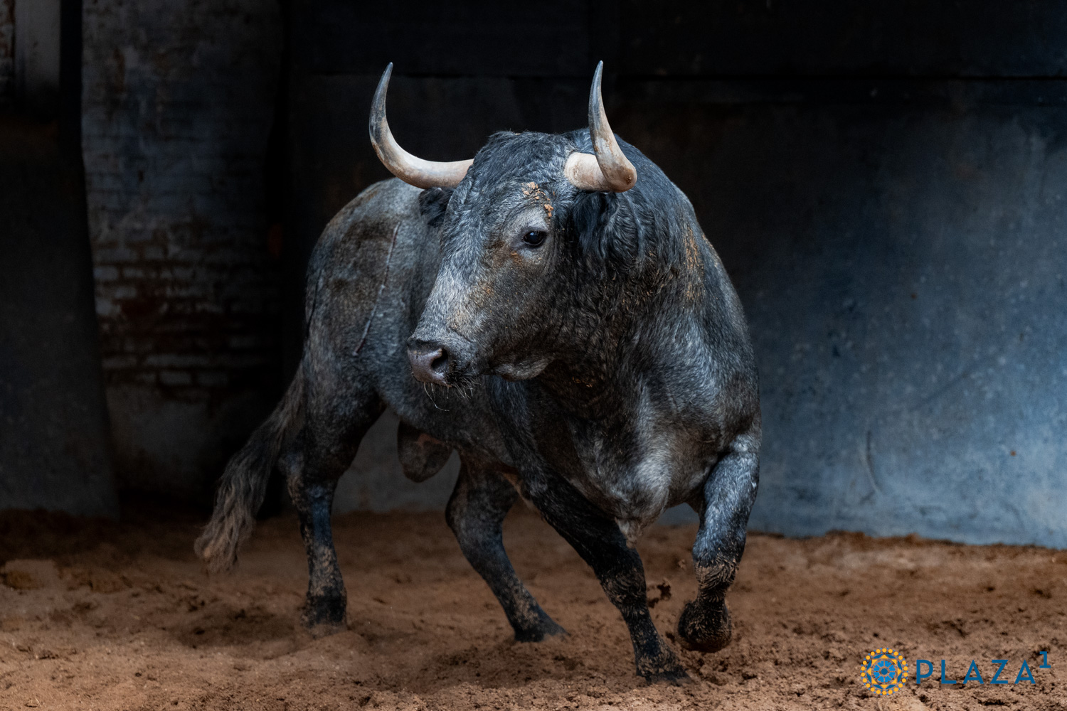 Los de Victorino Martín para la cuarta cita de la Feria de Otoño