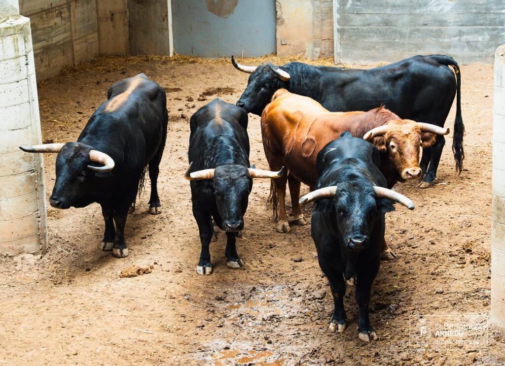 "Habilitado" de El Montecillo cierra el Zapato de Oro de Arnedo Ya han sido sorteados y enchiquerados los novillos de El Montecillo que cierran este viernes la feria del Zapato de Oro de Arnedo. A partir de las 17:30 horas, harán el paseíllo Nacho Torrejón, Jorge Hurtado y Samuel Castrejón.