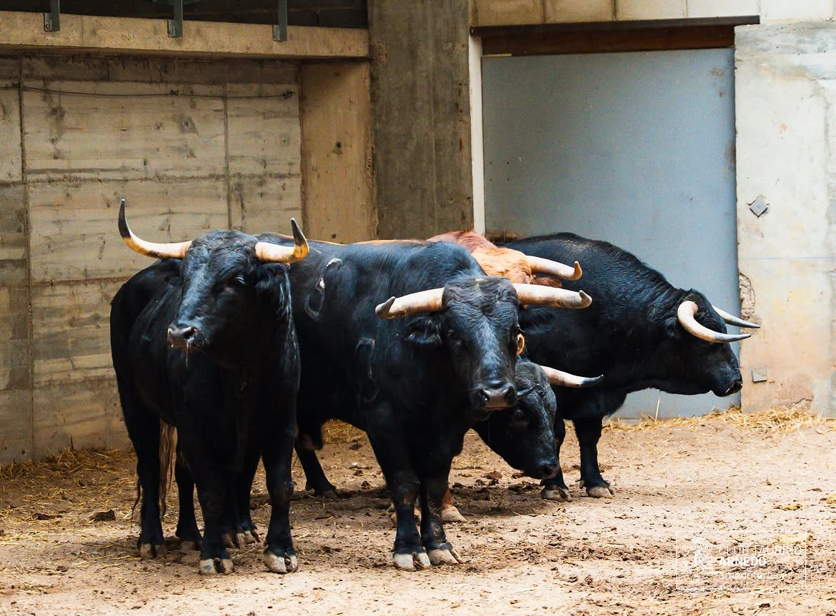 «Habilitado» de El Montecillo cierra el Zapato de Oro de Arnedo