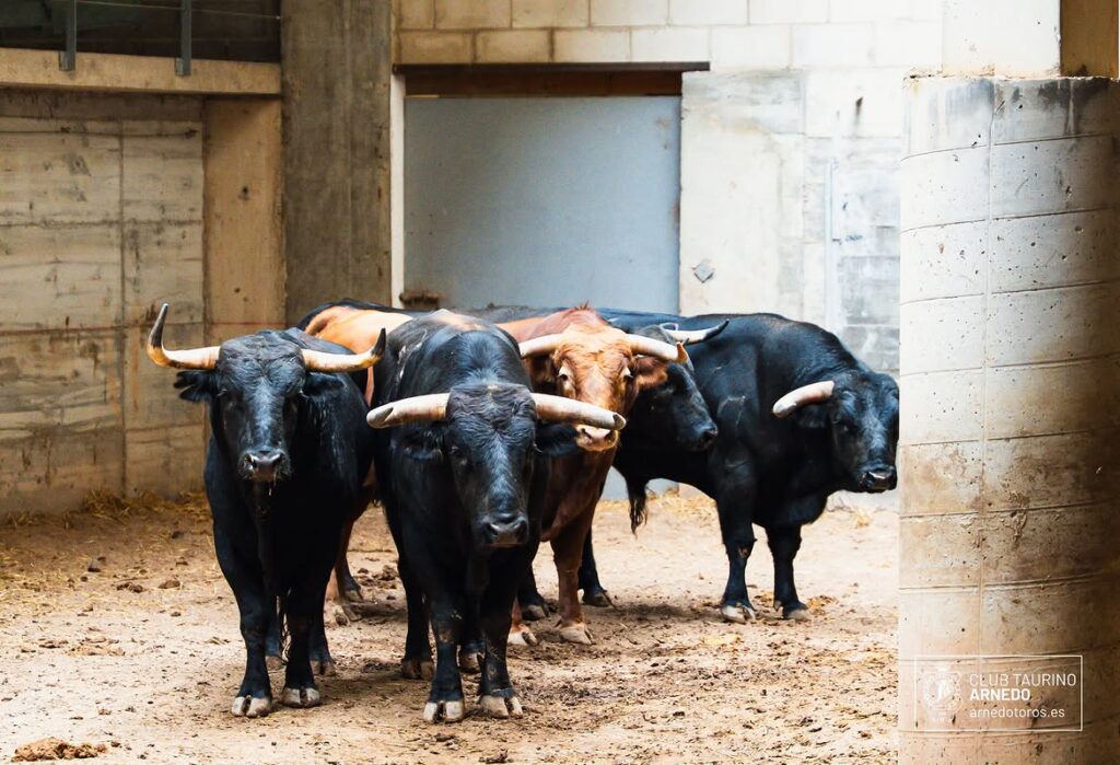 "Habilitado" de El Montecillo cierra el Zapato de Oro de Arnedo Ya han sido sorteados y enchiquerados los novillos de El Montecillo que cierran este viernes la feria del Zapato de Oro de Arnedo. A partir de las 17:30 horas, harán el paseíllo Nacho Torrejón, Jorge Hurtado y Samuel Castrejón.
