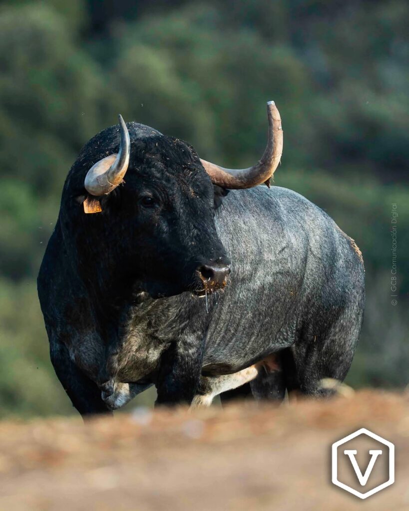 La entipada corrida de Adolfo Martín para el mano a mano Ferrera y Román Este domingo 11 de octubre, la plaza de Las Ventas celebrará la penúltima tarde de la temporada con una corrida de toros de la ganadería Adolfo Martín, en un mano a mano entre los diestros Antonio Ferrera y Román.