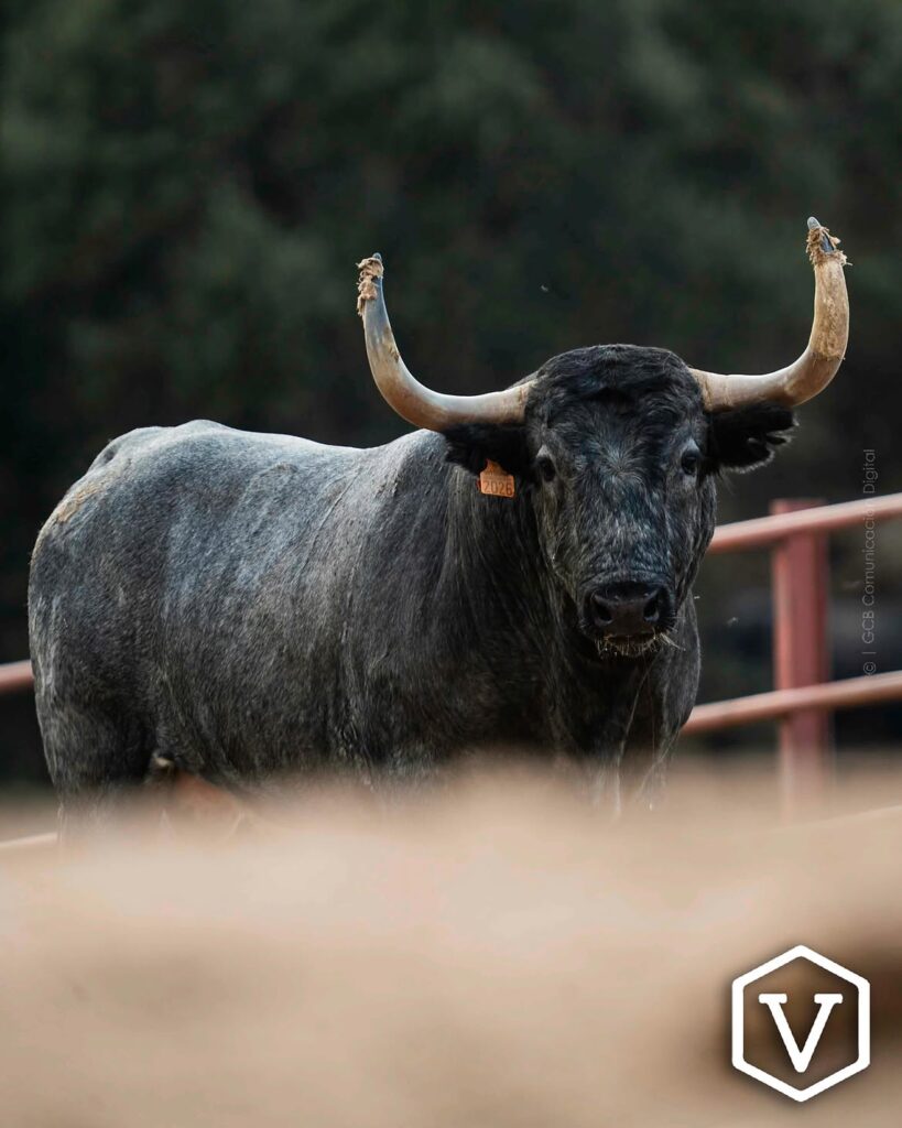 La entipada corrida de Adolfo Martín para el mano a mano Ferrera y Román Este domingo 11 de octubre, la plaza de Las Ventas celebrará la penúltima tarde de la temporada con una corrida de toros de la ganadería Adolfo Martín, en un mano a mano entre los diestros Antonio Ferrera y Román.