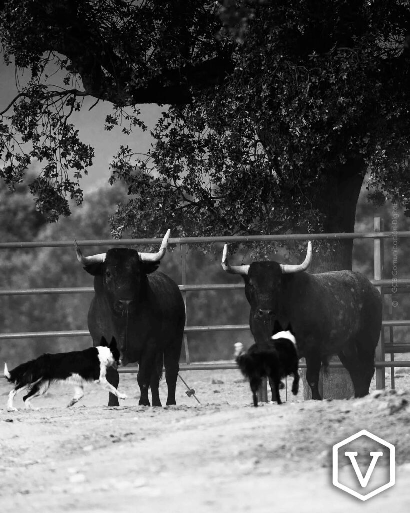La entipada corrida de Adolfo Martín para el mano a mano Ferrera y Román Este domingo 11 de octubre, la plaza de Las Ventas celebrará la penúltima tarde de la temporada con una corrida de toros de la ganadería Adolfo Martín, en un mano a mano entre los diestros Antonio Ferrera y Román.