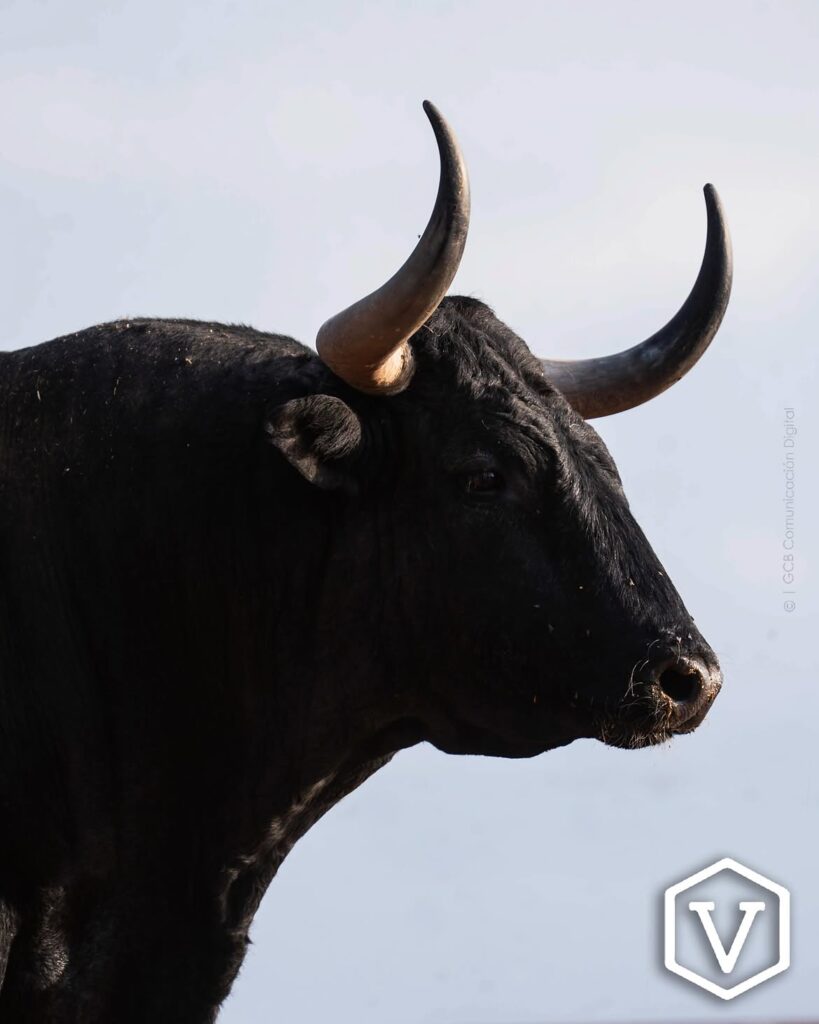 La entipada corrida de Adolfo Martín para el mano a mano Ferrera y Román Este domingo 11 de octubre, la plaza de Las Ventas celebrará la penúltima tarde de la temporada con una corrida de toros de la ganadería Adolfo Martín, en un mano a mano entre los diestros Antonio Ferrera y Román.