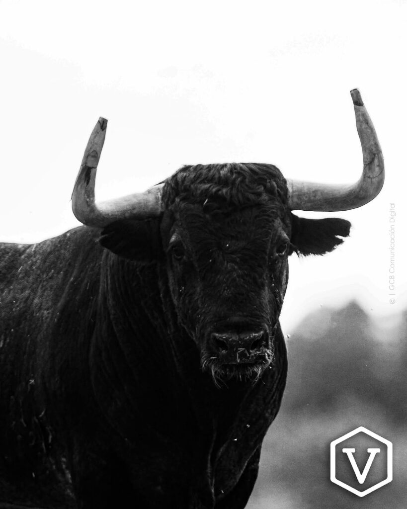 La entipada corrida de Adolfo Martín para el mano a mano Ferrera y Román Este domingo 11 de octubre, la plaza de Las Ventas celebrará la penúltima tarde de la temporada con una corrida de toros de la ganadería Adolfo Martín, en un mano a mano entre los diestros Antonio Ferrera y Román.