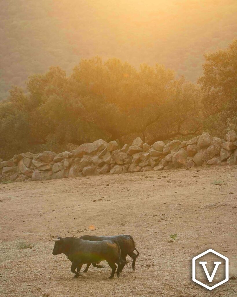 La entipada corrida de Adolfo Martín para el mano a mano Ferrera y Román Este domingo 11 de octubre, la plaza de Las Ventas celebrará la penúltima tarde de la temporada con una corrida de toros de la ganadería Adolfo Martín, en un mano a mano entre los diestros Antonio Ferrera y Román.