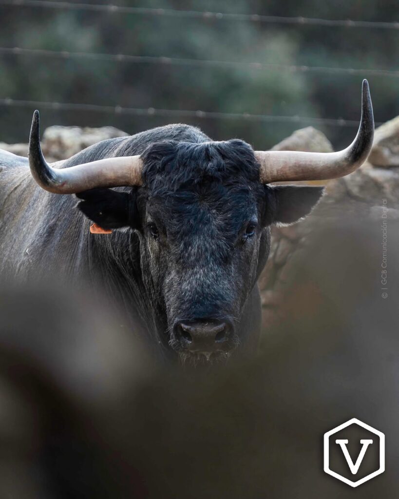 La entipada corrida de Adolfo Martín para el mano a mano Ferrera y Román Este domingo 11 de octubre, la plaza de Las Ventas celebrará la penúltima tarde de la temporada con una corrida de toros de la ganadería Adolfo Martín, en un mano a mano entre los diestros Antonio Ferrera y Román.