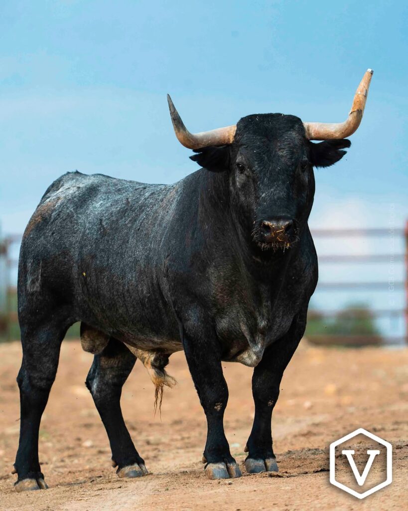 La entipada corrida de Adolfo Martín para el mano a mano Ferrera y Román Este domingo 11 de octubre, la plaza de Las Ventas celebrará la penúltima tarde de la temporada con una corrida de toros de la ganadería Adolfo Martín, en un mano a mano entre los diestros Antonio Ferrera y Román.