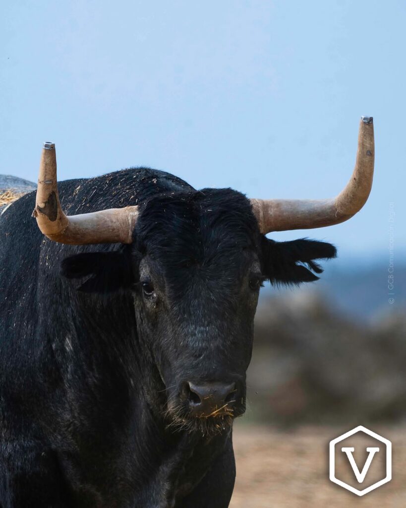 La entipada corrida de Adolfo Martín para el mano a mano Ferrera y Román Este domingo 11 de octubre, la plaza de Las Ventas celebrará la penúltima tarde de la temporada con una corrida de toros de la ganadería Adolfo Martín, en un mano a mano entre los diestros Antonio Ferrera y Román.