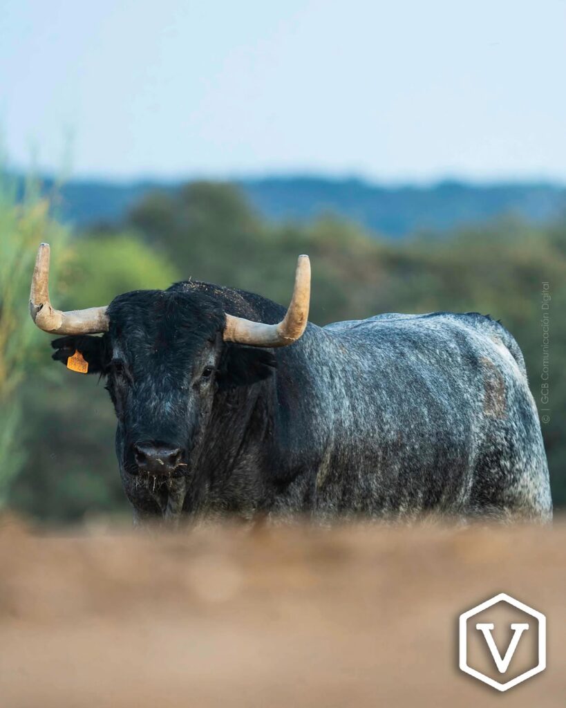 La entipada corrida de Adolfo Martín para el mano a mano Ferrera y Román Este domingo 11 de octubre, la plaza de Las Ventas celebrará la penúltima tarde de la temporada con una corrida de toros de la ganadería Adolfo Martín, en un mano a mano entre los diestros Antonio Ferrera y Román.