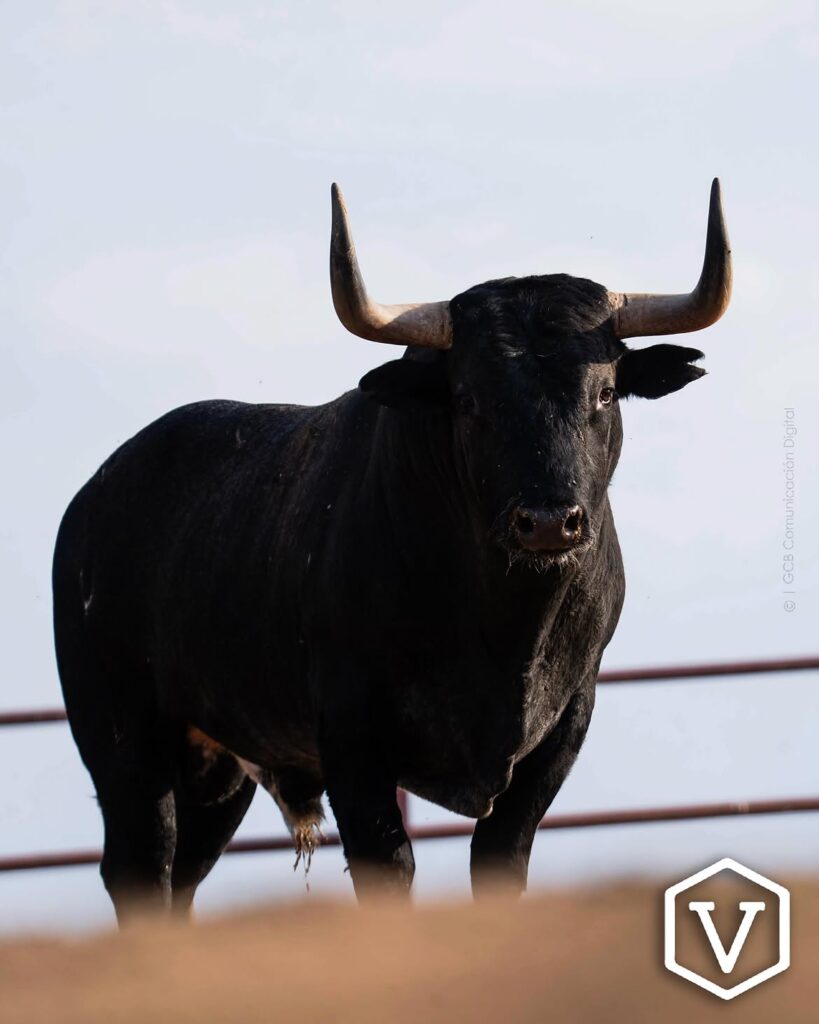 La entipada corrida de Adolfo Martín para el mano a mano Ferrera y Román Este domingo 11 de octubre, la plaza de Las Ventas celebrará la penúltima tarde de la temporada con una corrida de toros de la ganadería Adolfo Martín, en un mano a mano entre los diestros Antonio Ferrera y Román.