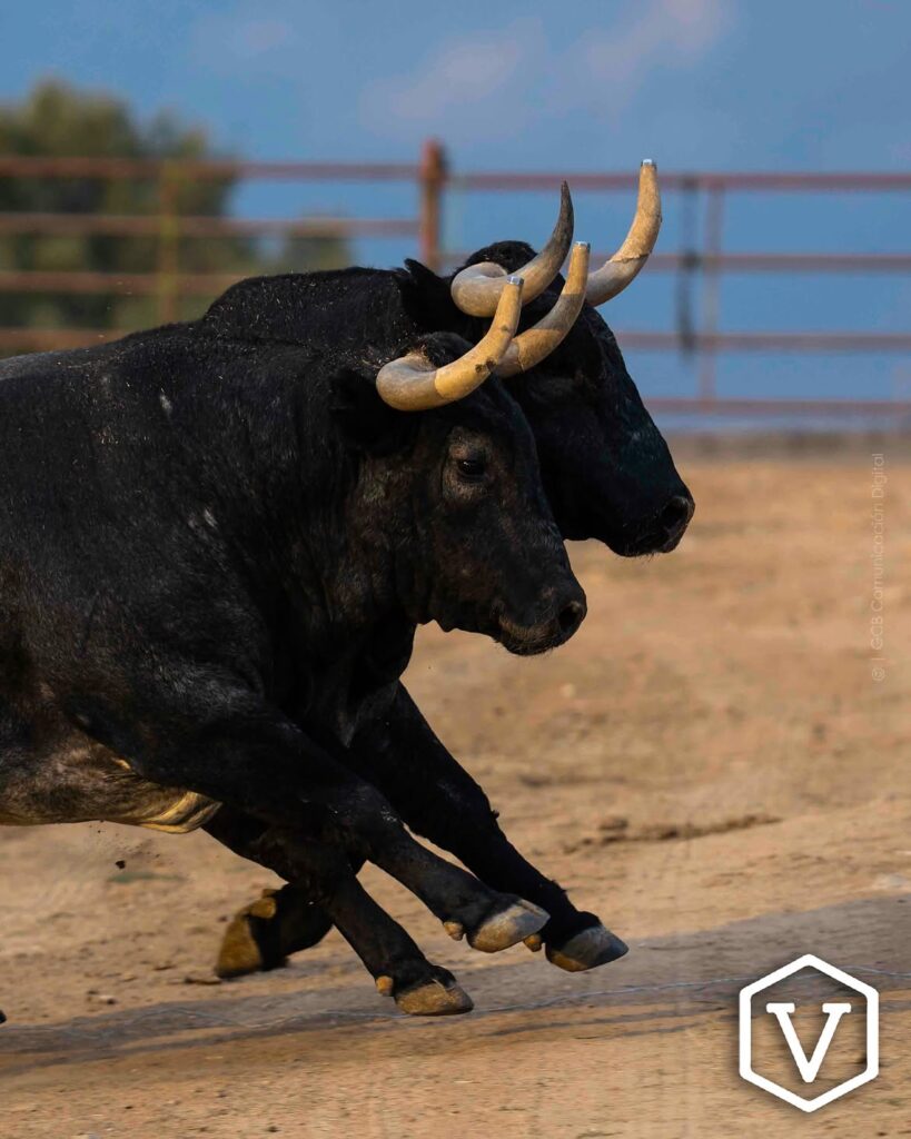 La entipada corrida de Adolfo Martín para el mano a mano Ferrera y Román Este domingo 11 de octubre, la plaza de Las Ventas celebrará la penúltima tarde de la temporada con una corrida de toros de la ganadería Adolfo Martín, en un mano a mano entre los diestros Antonio Ferrera y Román.