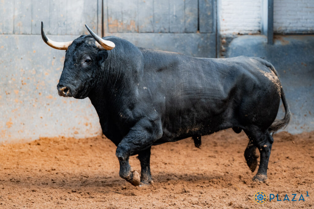 Toros de Garcigrande y Núñez del Cuvillo para la cita del Día de la Hispanidad en Las Ventas Sorteados y enchiquerados tres toros de Garcigrande (1º, 2º y 5º) y tres toros de Núñez del Cuvillo (3º, 4º y 6º) para la cita del Día de la Hispanidad en la Plaza de Toros de Las Ventas. Esta tarde, a las 17:30h., harán el paseíllo Morante de la Puebla, Héctor Gutiérrez y Aarón Palacio, que confirma alternativa.