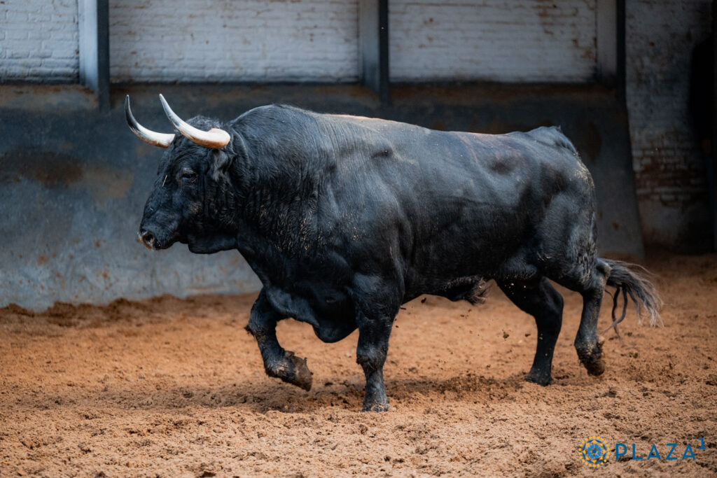 Toros de Garcigrande y Núñez del Cuvillo para la cita del Día de la Hispanidad en Las Ventas Sorteados y enchiquerados tres toros de Garcigrande (1º, 2º y 5º) y tres toros de Núñez del Cuvillo (3º, 4º y 6º) para la cita del Día de la Hispanidad en la Plaza de Toros de Las Ventas. Esta tarde, a las 17:30h., harán el paseíllo Morante de la Puebla, Héctor Gutiérrez y Aarón Palacio, que confirma alternativa.