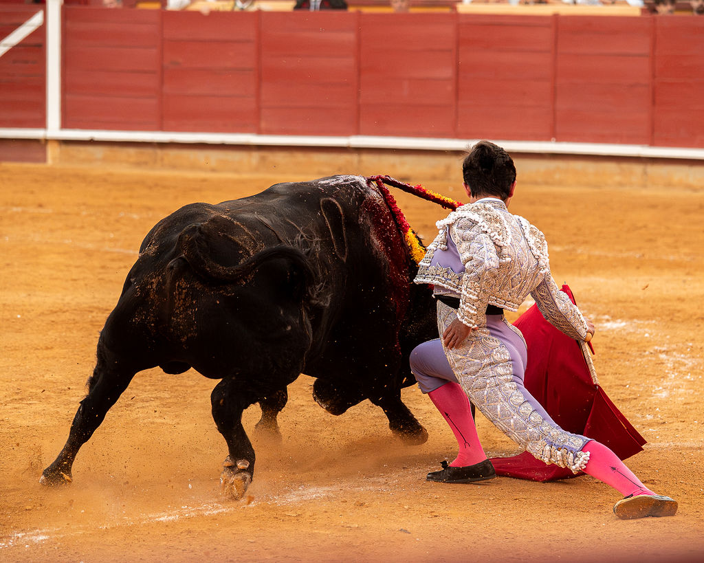 La tarde de la corrida mixta de Montoro tras el objetivo de Eugenia Godoy en la que destacó el triunfó de Manuel Quintana 12 La tarde de la corrida mixta de Montoro tras el objetivo de Eugenia Godoy en la que destacó el triunfó de Manuel Quintana El sevillano Oliva Soto demostró una vez más su torería y la personalidad que atesora ante dos oponentes totalmente a contraestilo. Con el primero del lote estuvo por momentos artista y con el segundo, un animal complicado y orientado, Alfonso hizo un esfuerzo por intentar meter en la muleta a un animal que no puso las cosas fáciles.