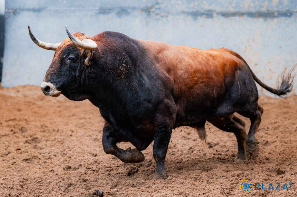 Toros de Garcigrande y Núñez del Cuvillo para la cita del Día de la Hispanidad en Las Ventas Sorteados y enchiquerados tres toros de Garcigrande (1º, 2º y 5º) y tres toros de Núñez del Cuvillo (3º, 4º y 6º) para la cita del Día de la Hispanidad en la Plaza de Toros de Las Ventas. Esta tarde, a las 17:30h., harán el paseíllo Morante de la Puebla, Héctor Gutiérrez y Aarón Palacio, que confirma alternativa.