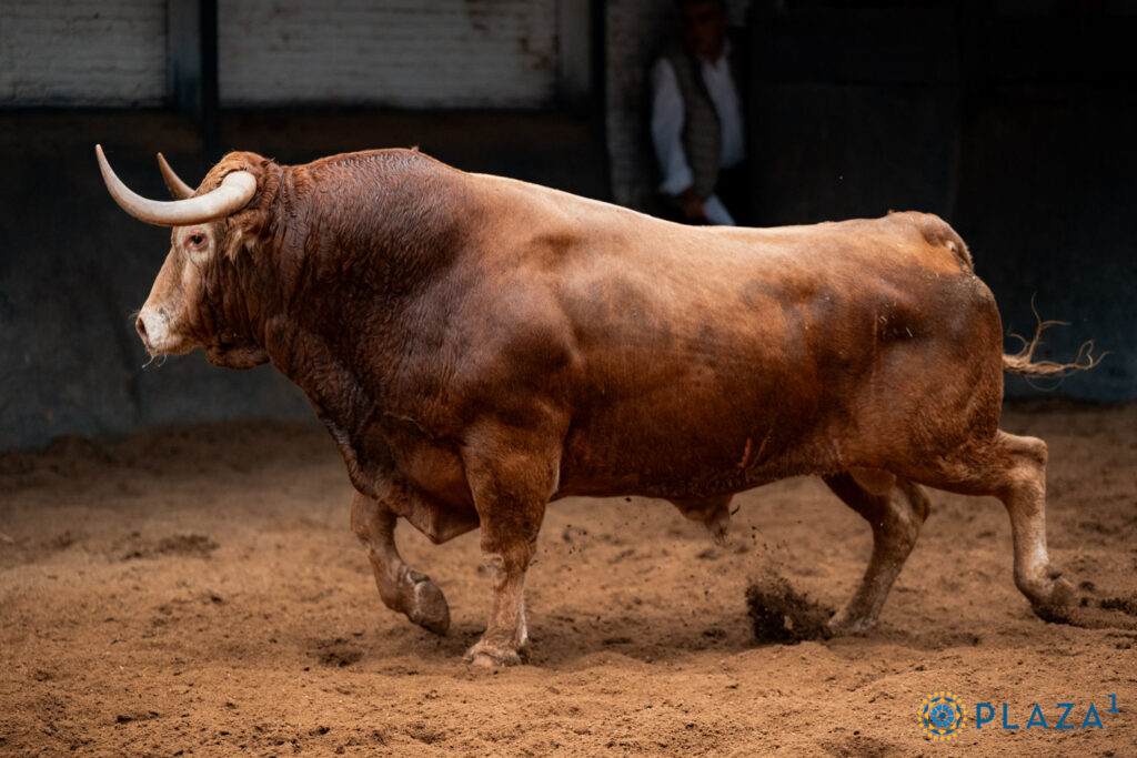 Los toros de Alcurrucén para la segunda cita de la Feria de Otoño Sorteados y enchiquerados toros de Alcurrucén para la segunda cita de la Feria de Otoño en la Plaza de Toros de Las Ventas. Esta tarde a las 18:00h. harán el paseíllo Diego Urdiales, Fortes y Christian Parejo.